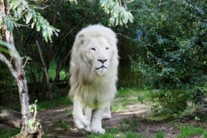 La nature du Lion